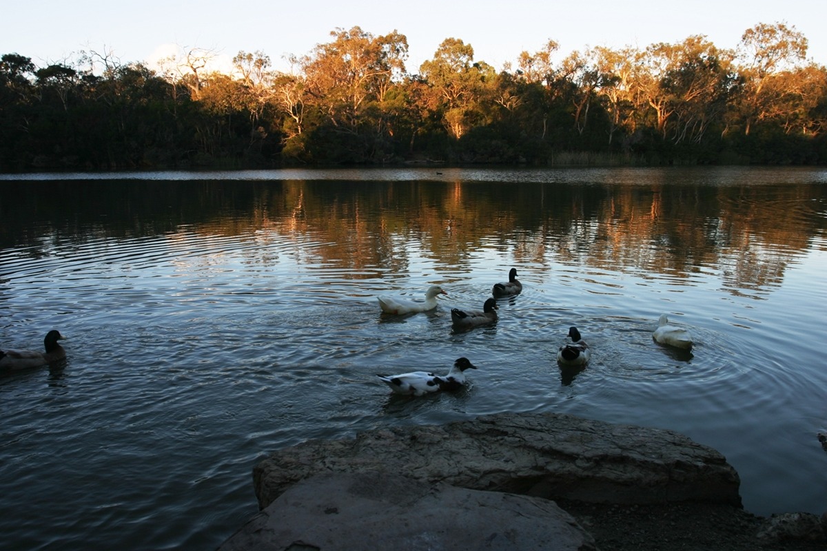 Blackburn Lake Vic AU Wong_bejo via Wikimedia Commons